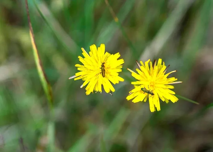Hébergement de vacances 2604-romo-dyssebjergvej-24 Vesterhede